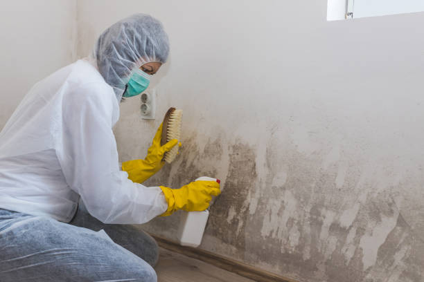 Best Basement Mold Remediation in Seward, AK