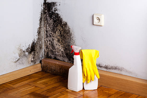 Best Post-Flood Mold Remediation in Seward, AK